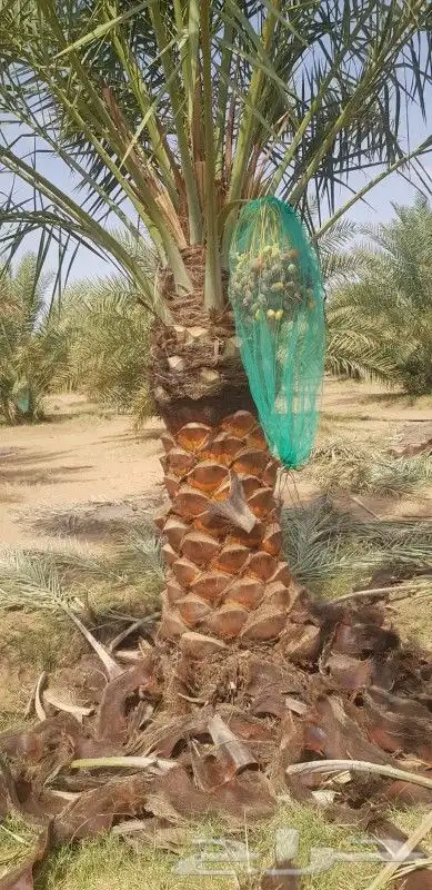 يوجد لدينا نخل للبيع 9