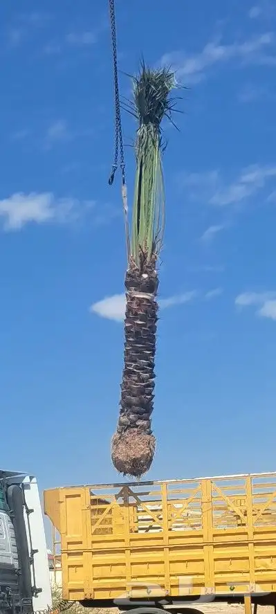 نخل للبيع جثايث عربي واشنطونيا 5