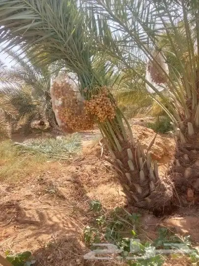 يوجد لدي جميع انواع النخيل المثمر والزينه 5