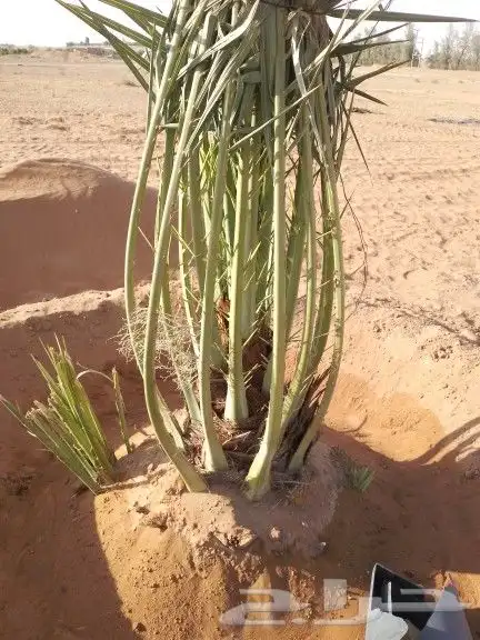 يوجد لدينا نخل للبيع 0