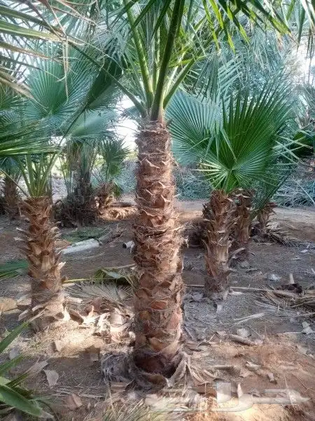 نخل واشنطوني زينه أمريكي 7