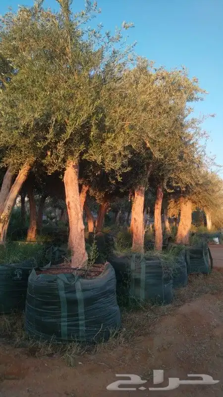 يوجدلدينا أشجار زيتون معمره في مراكن ونخيل عربي وواشنطني 0
