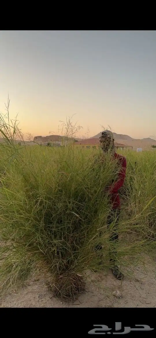 حزمة او صرة او ربطة بيوبنك كبيرة الحجم طيبه للغنم والابل 0