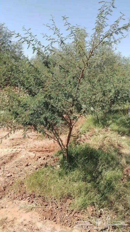 يوجدلدينا أشجار زيتون معمره في مراكن ونخيل عربي وواشنطني 9