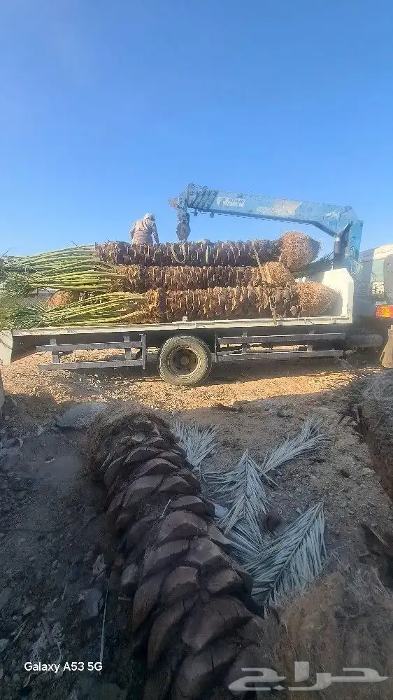 نخل للبيع جثايث عربي واشنطونيا 2