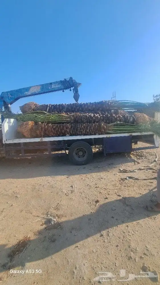 نخل للبيع جثايث عربي واشنطونيا 1