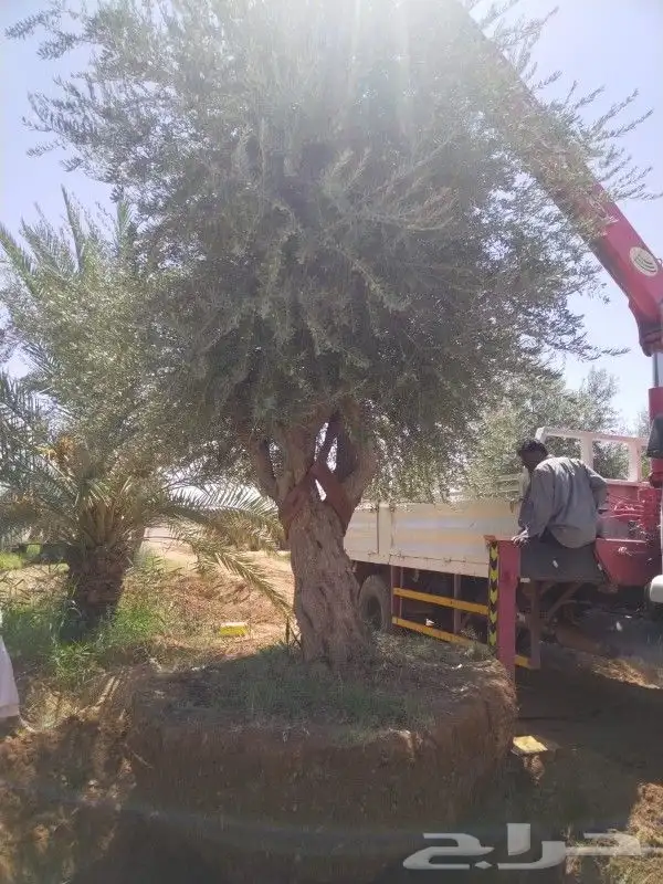 يوجدلدينا أشجار زيتون معمره في مراكن ونخيل عربي وواشنطني 8
