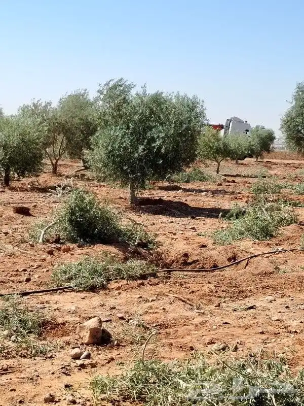 زيتون مثمر للبيع 3