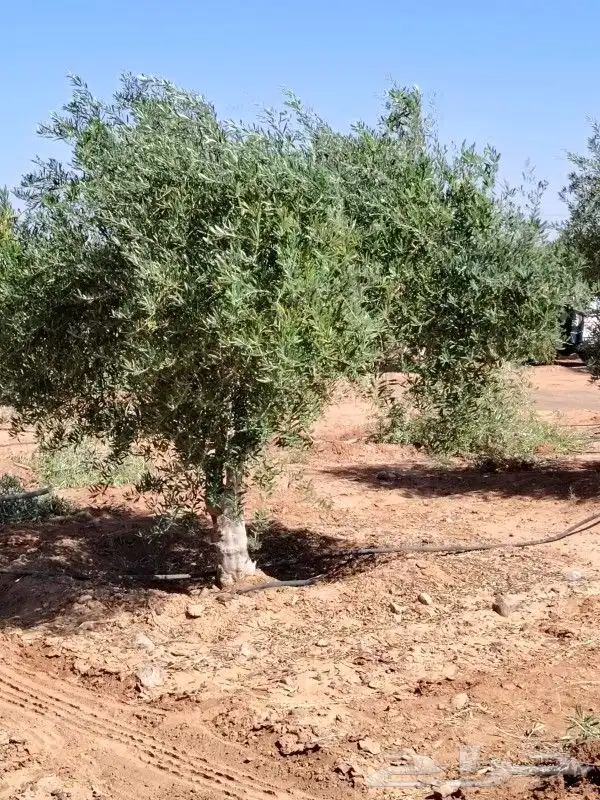 زيتون مثمر للبيع 7