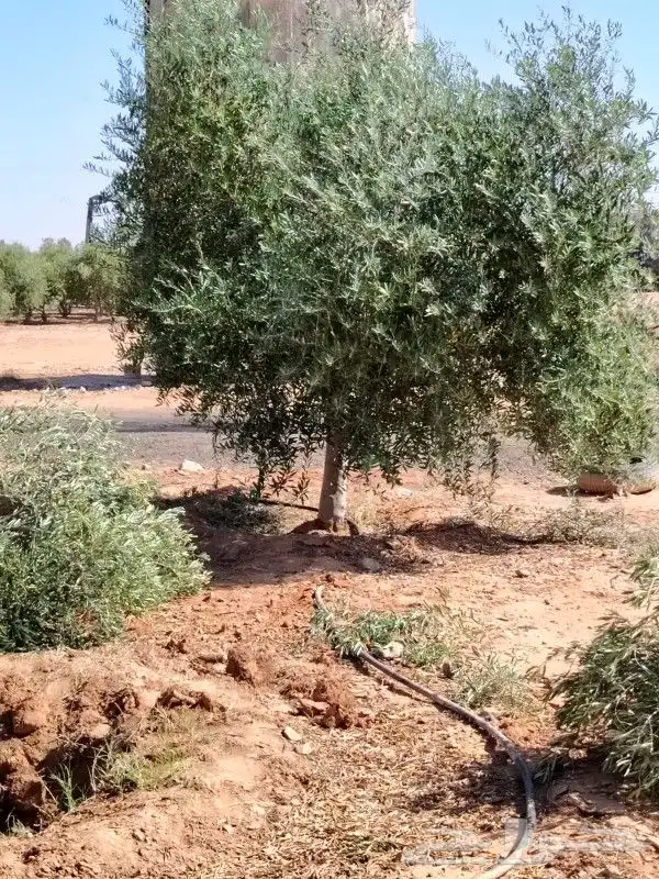 زيتون مثمر للبيع 4