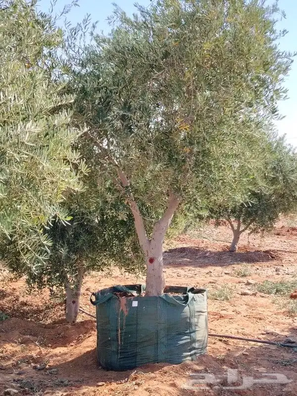زيتون مثمر للبيع 8