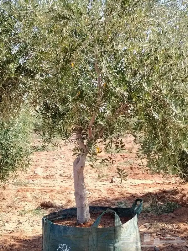زيتون مثمر للبيع 6