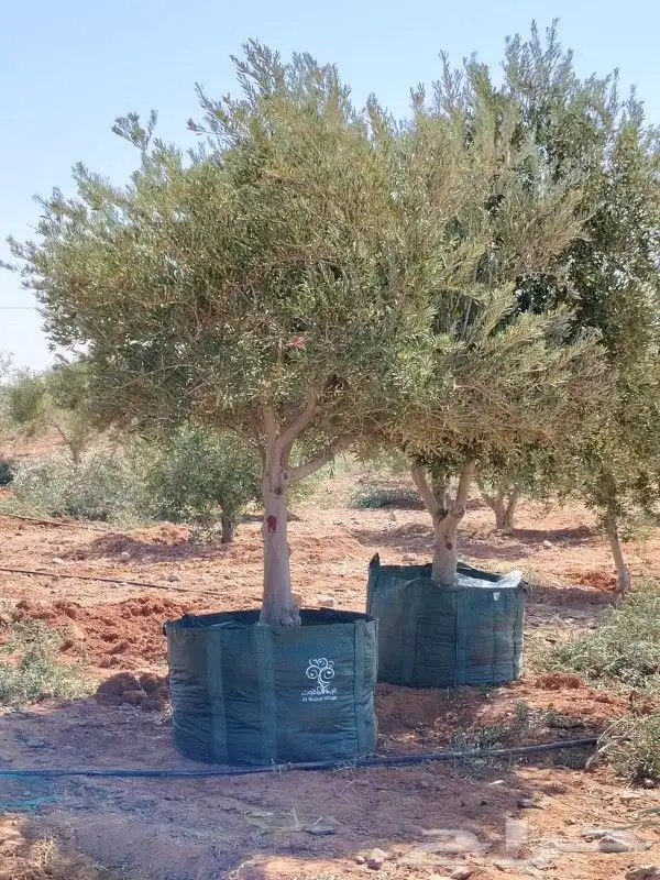 زيتون مثمر للبيع 9