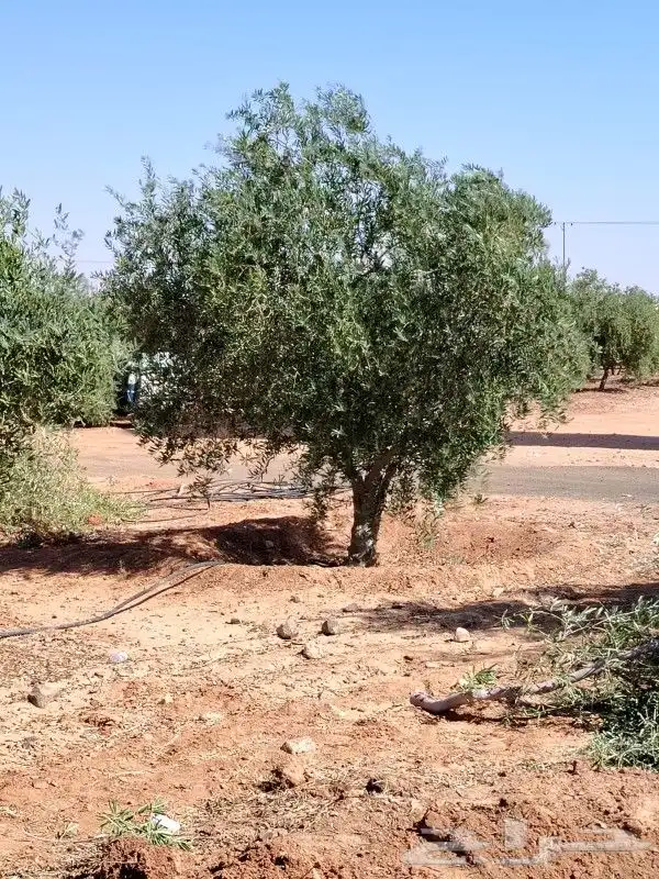 زيتون مثمر للبيع 5