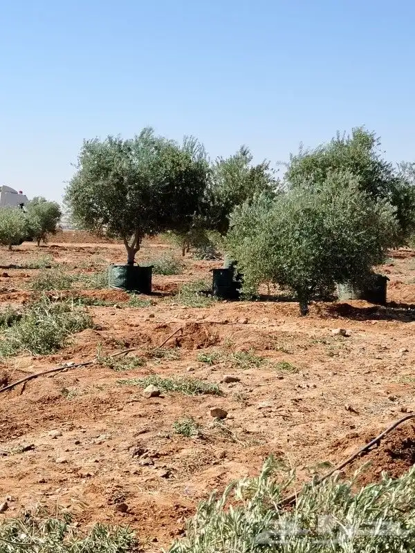 زيتون مثمر للبيع 0