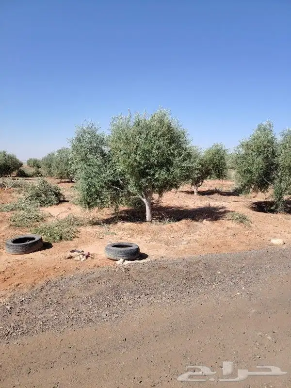 زيتون مثمر للبيع 1