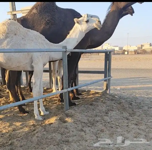 قعود رماني كفو 1