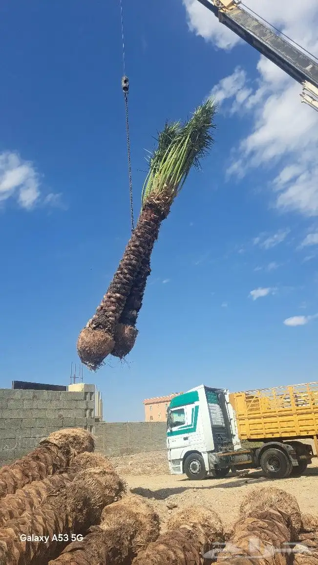 نخل للبيع جثايث عربي واشنطونيا 6