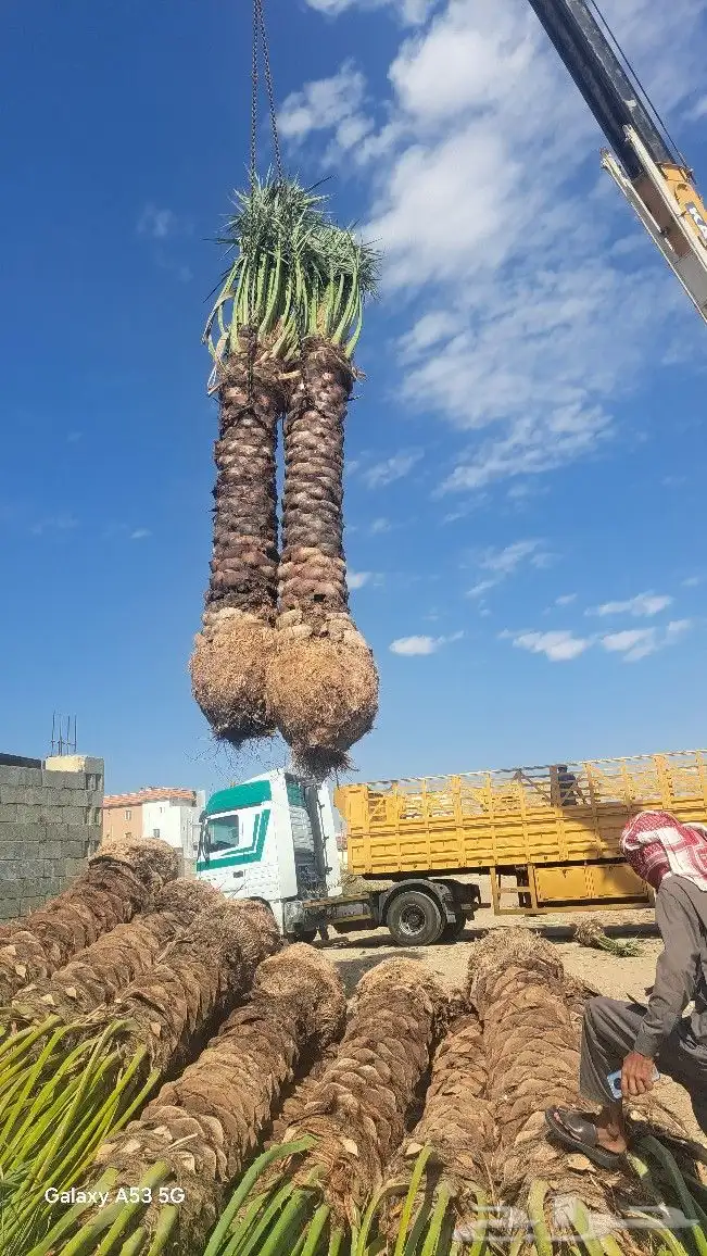 نخل للبيع جثايث عربي واشنطونيا 4