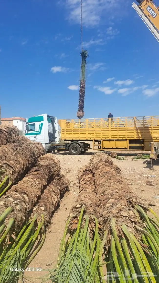 نخل للبيع جثايث عربي واشنطونيا 7