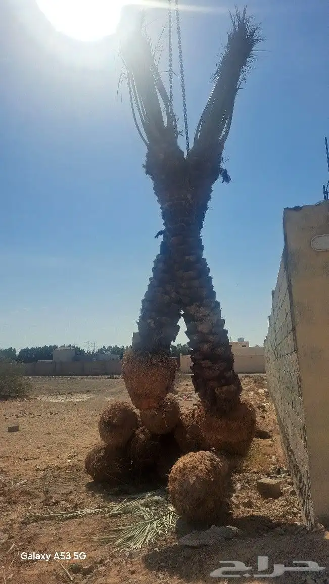 نخل للبيع جثايث عربي واشنطونيا 9