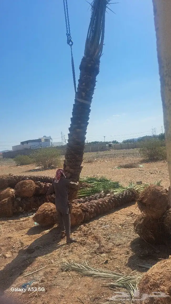 نخل للبيع جثايث عربي واشنطونيا 8