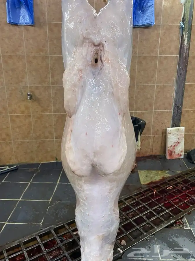 ذبايح حري طليان رخال جدة يوجد صلخ وتوصيل 6
