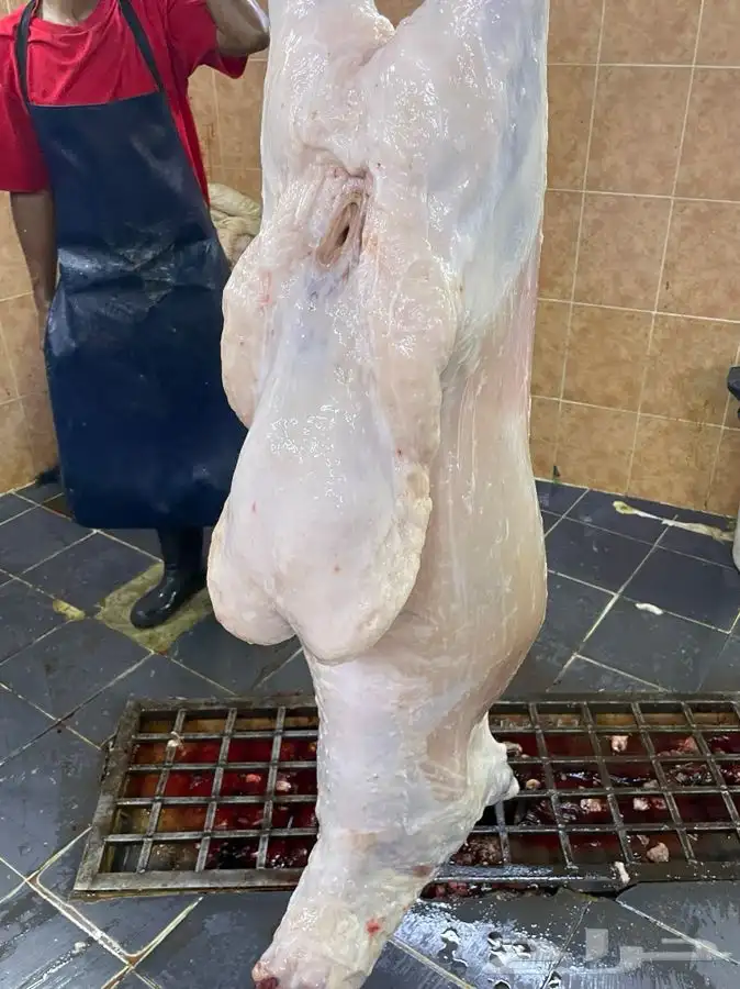 ذبايح حري طليان رخال جدة يوجد صلخ وتوصيل 7