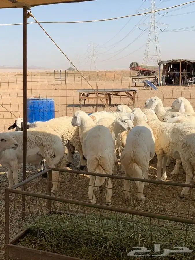 ذبايح حري طليان رخال جدة يوجد صلخ وتوصيل 2