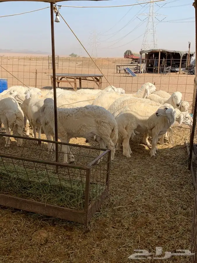 ذبايح حري طليان رخال جدة يوجد صلخ وتوصيل 1