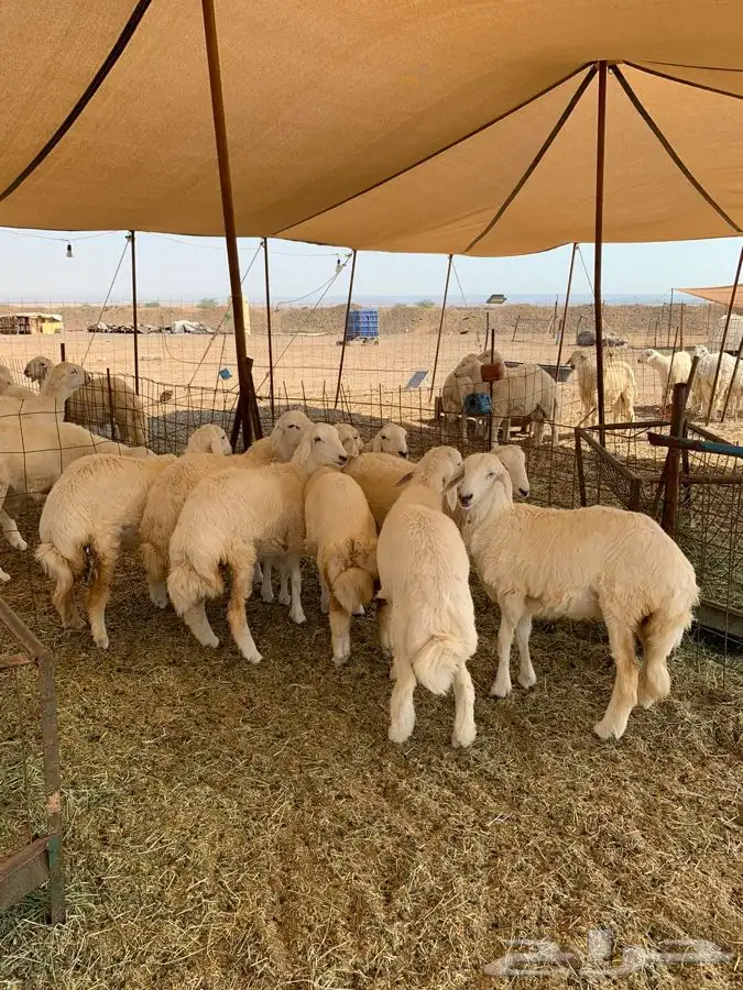 ذبايح حري طليان رخال جدة يوجد صلخ وتوصيل 3