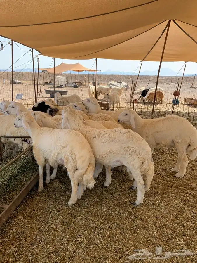 ذبايح حري طليان رخال جدة يوجد صلخ وتوصيل 0