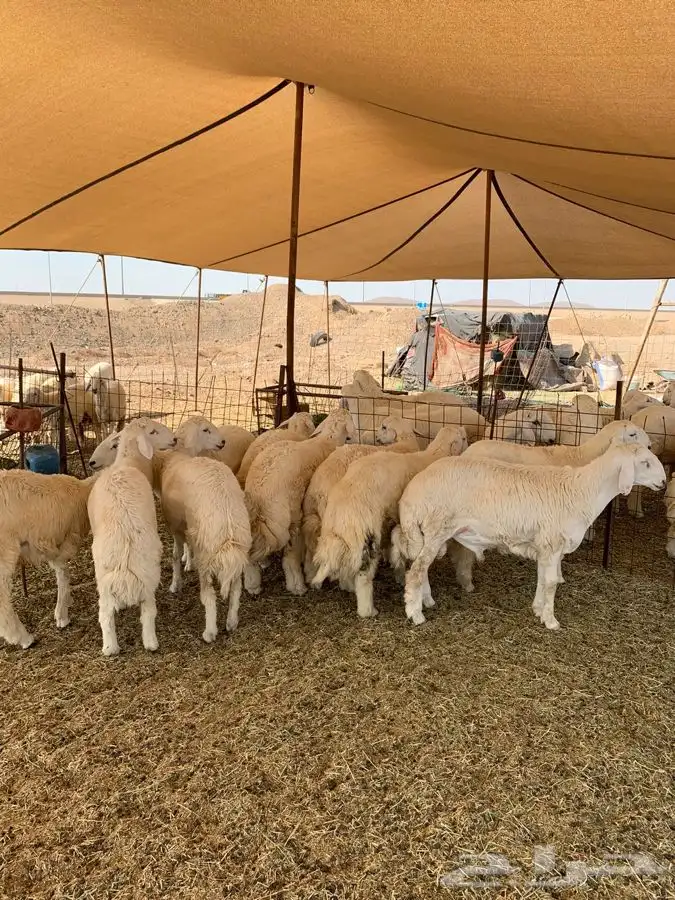 ذبايح حري طليان رخال جدة يوجد صلخ وتوصيل 4