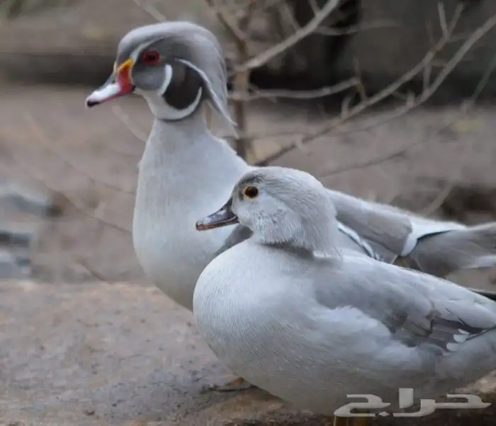 جوز بط وود دك سيلفر من نوادر 0