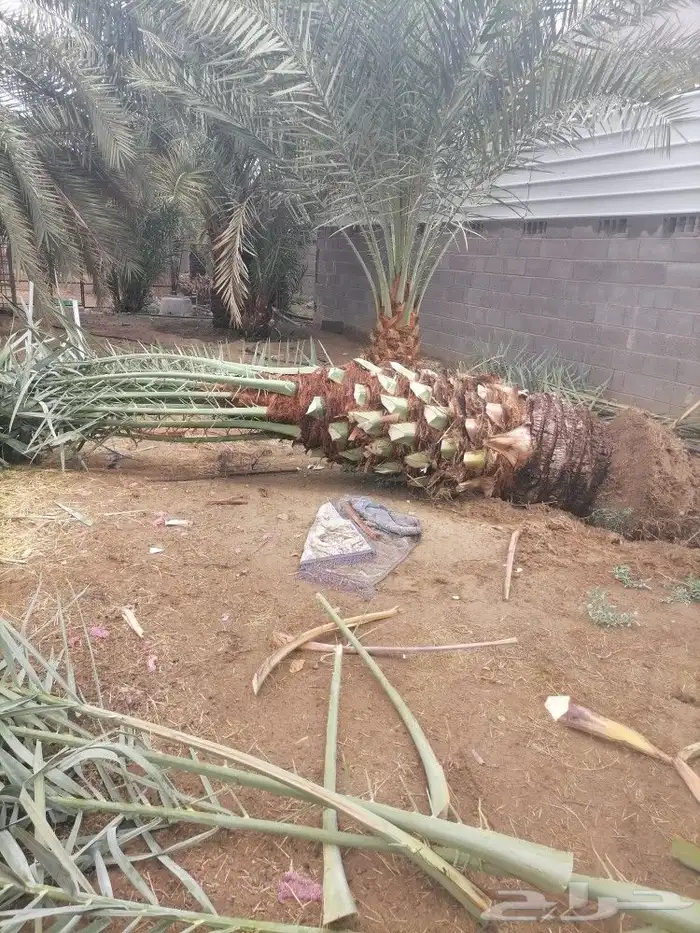 نخل نبتت على للبيع 3