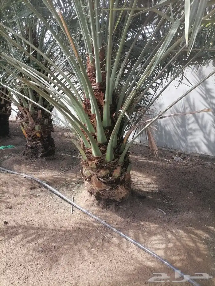 نخل نبتت على للبيع 1