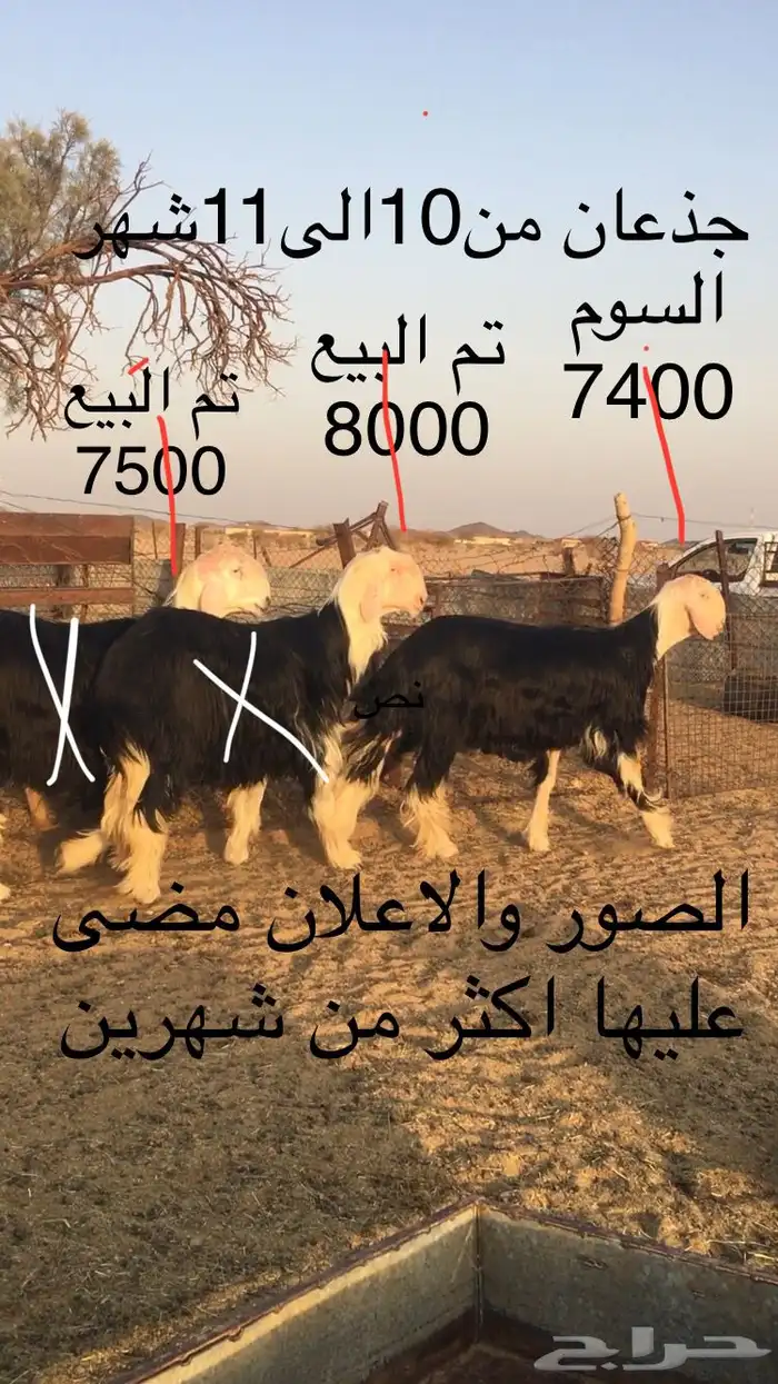 فحول نجد صنف فواخر ( تم البيع ) 7
