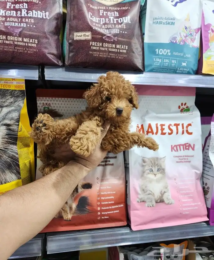 كلب توي بودل toy poodle شوكلت للبيع 1