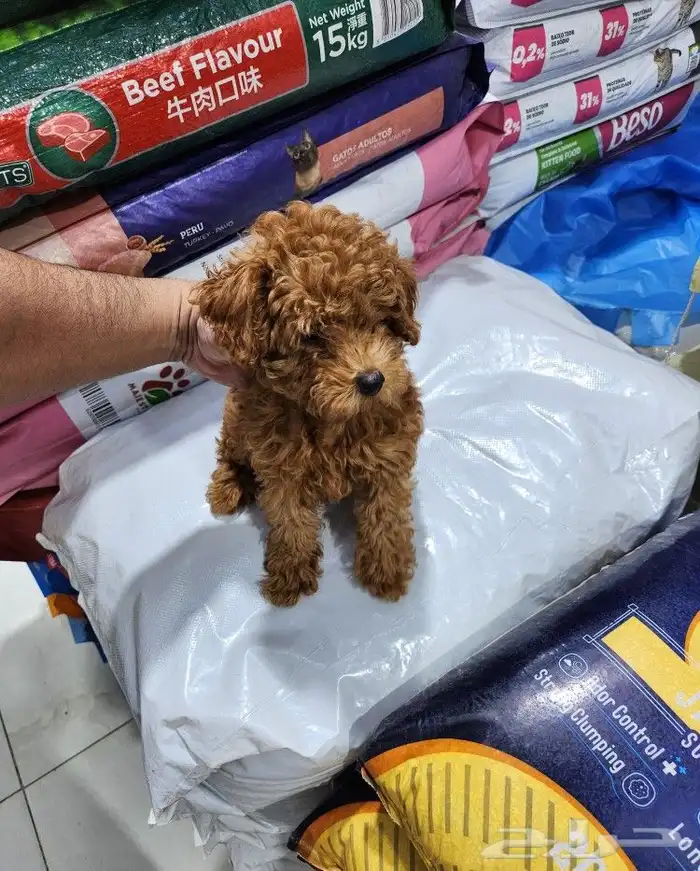 كلب توي بودل toy poodle شوكلت 0
