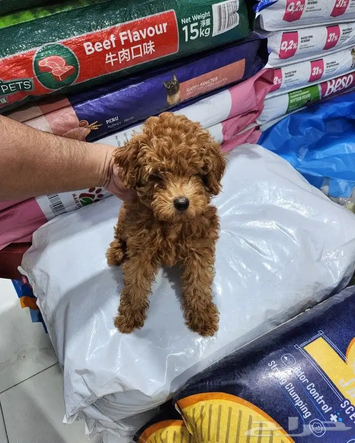كلب توي بودل toy poodle شوكلت 3
