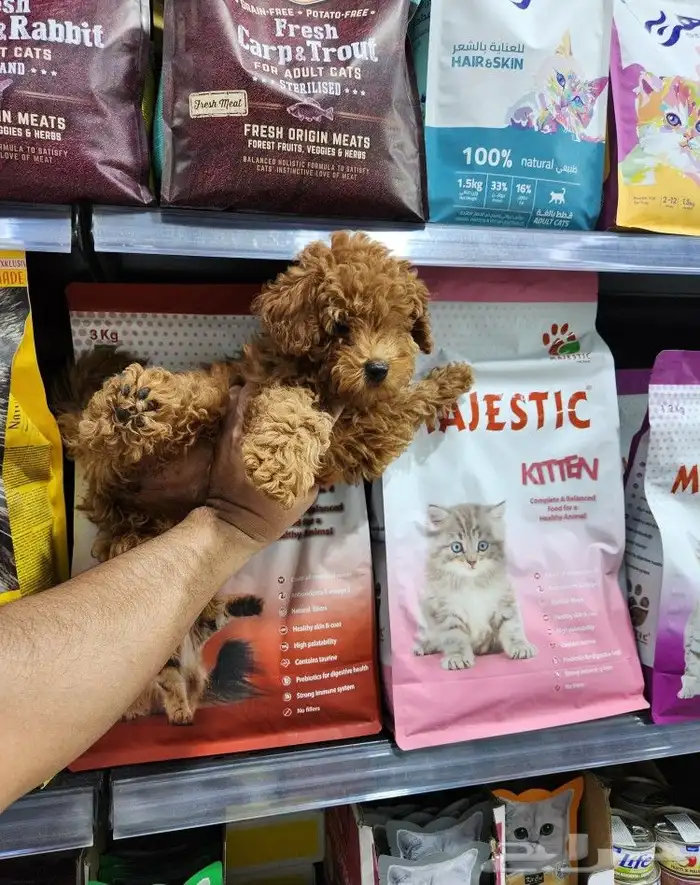 كلب توي بودل toy poodle شوكلت 1