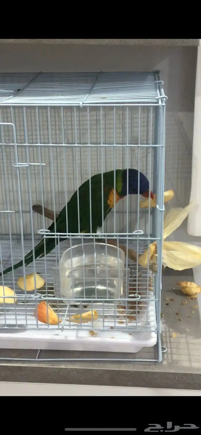 ببغاء لوري قمه فالولافه يحب يلعب بس تم البيع تابعو اعلاناتي 1