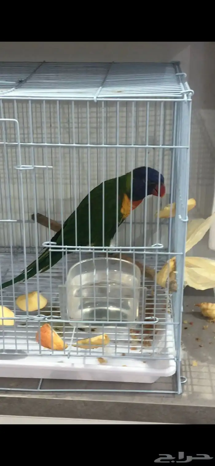 ببغاء لوري قمه فالولافه يحب يلعب بس تم البيع تابعو اعلاناتي 0