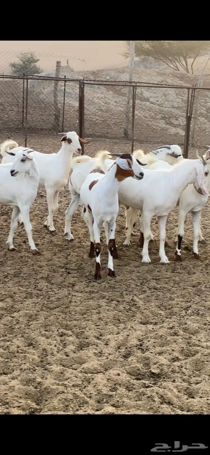 تيوس ذبايح مناسبات 0