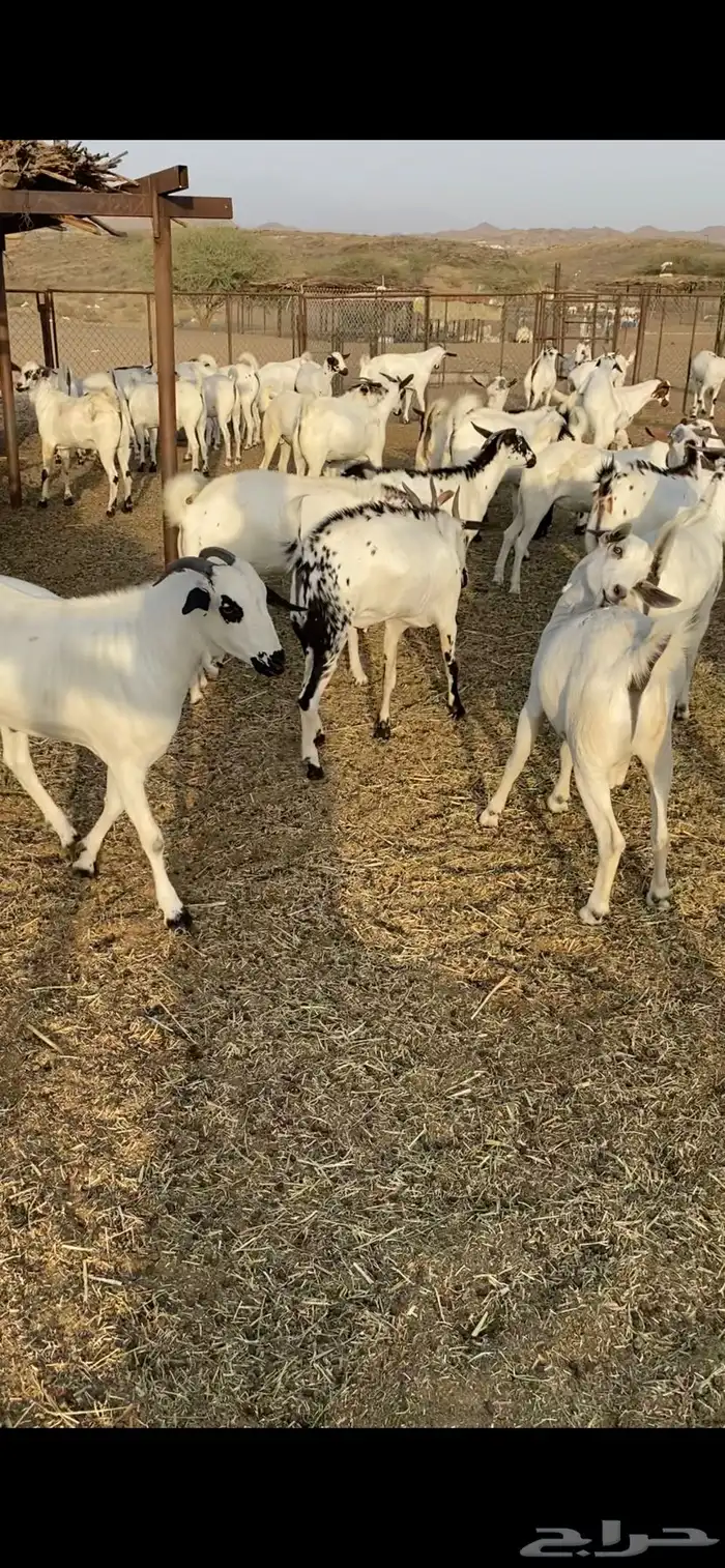 تيوس ذبايح مناسبات 1