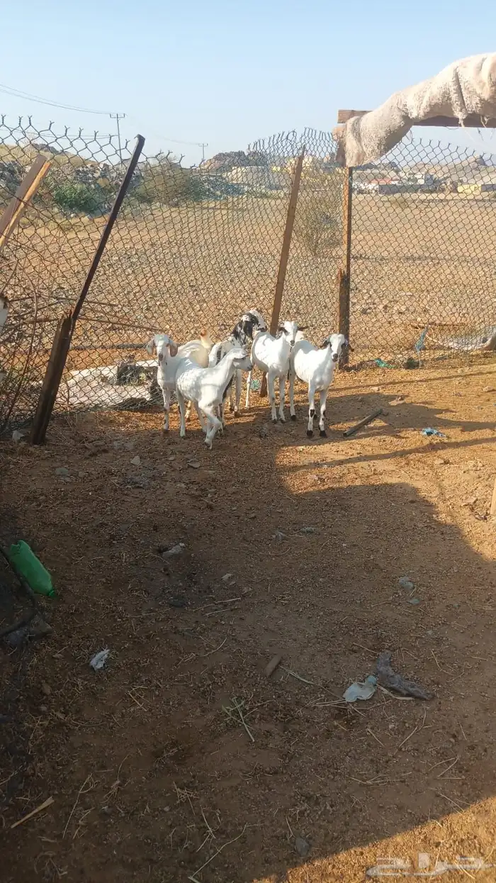 ذبايح مع الذبح والتوصيل داخل مكه 2