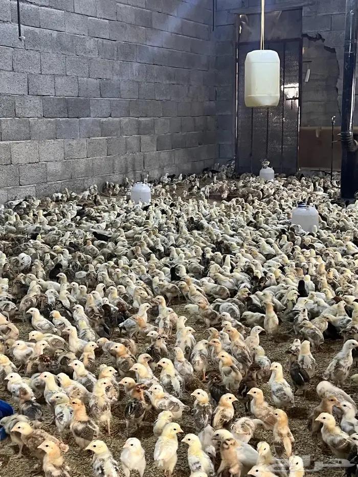 صوص دجاج صيصان فروخ بلدي عمر12يوم الالوان فواتح 1