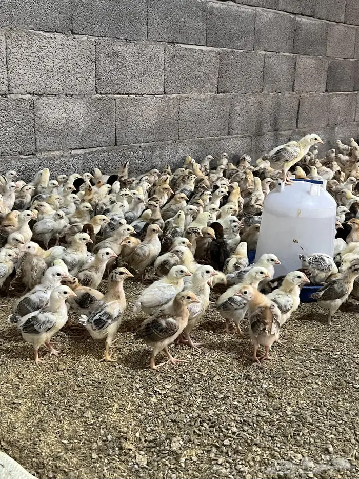 صوص دجاج صيصان فروخ بلدي عمر12يوم الالوان فواتح 3