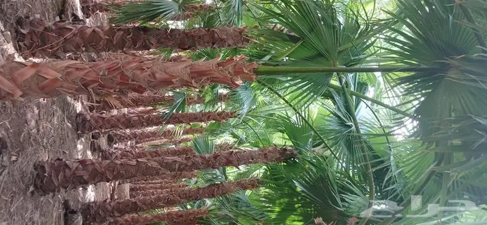 نخل واشنطني 8