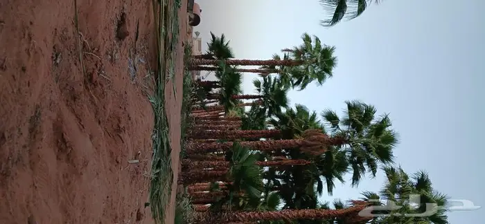 نخل واشنطني 1